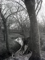 Original caption: Near Roca, Winter view, small trib. of Salt Creek. Dec. 1911