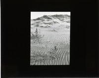 Original caption: Sand ripples in blowout, Cherry Co, 1911, July F.H.S. Cherry County. Frank H. Shoemaker (121111-00021)