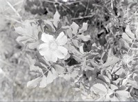 Wild rose, Havelock. June 11, 1916