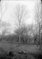 Hackberry, Branson Grove, Lincoln. Entire tree. Mar. 12, 1916. Lancaster County. Frank H. Shoemaker (321301-A0583)