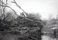 Pile of driftwood, Salt Creek, near Havelock. Nov. 1914