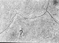 Original caption: Tracks of shorebirds, Salt Basin. Lancaster County.