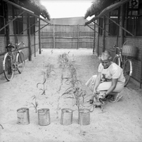 An American woman is petting a dog next to her small garden.