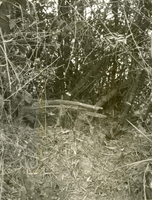 "Americal Division Hole Hunters - A well camouflaged VC hole cover is located in the 2nd Battalion 35 Infantry, Americal Division area. Local VC forces have used the holes to hide following sniper attacks to avoid discovery or contact. More than 1000 holes have been located by 3rd Bde, 4th Inf Div, in Quang Ngai. Detection and clearance is a slow, careful process requiring an interpreter to ask the enemy to surrender, grenades to clear the enemy and 'tunnel rats' who inspect the holes for weapons or VC." Several stumps of trees on the forest floor.