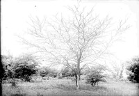 Original caption: Honey Locust, Salt Basin, Lincoln. June 4, 1916