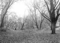 Branson Woods; November woodland view. Nov. 13, 1920. Lancaster County. Frank H. Shoemaker (321301-A1214)