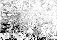 Original caption: Nest and eggs of catbird-Salt Basin. Lancaster County.