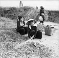 Original caption: "BMT - IUS" Vietnamese women threshing in a field.