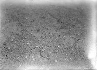 Original caption: Belted piping plover in nest Salt Basin-Lincoln. 1922
