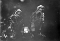 Original caption: Young Cooper Hawks, Roca. July 4, 1913