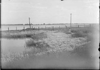 Original caption: Salt Basin-Fox tail. Lancaster County.