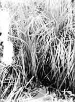 Original caption: Nest of Virginia Rail, Hackberry Lake, Cherry Co., Nebr. May 1903. Cherry County.