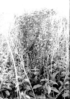 Original caption: Redwing's nest in Sympkoricarpos [snow berry], Salt Basin, Lincoln, May 23, 1917