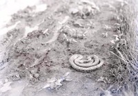 Bullsnake, 2 1/2 miles NE of Havelock