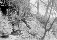 View near Branson woods. Lancaster County. Frank H. Shoemaker (321301-A1017)