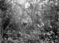 Original caption: Young doves in nest - Salt Basin Lincoln, July 1915