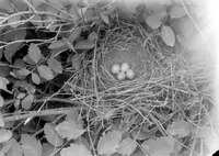 Original caption: Nest and eggs of brown thrasher, Salt Basin. Lancaster County.