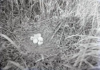 Marsh Hawk, nest with one young and two eggs, Havelock May 1918