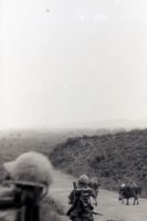 American soldiers walking along a dirt road and carrying supplies. There are also water buffalo on the road.