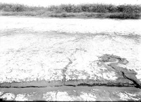 Original caption: Habitat of Cicindela togata var. apialis. Salt Basin, Lincoln. NE. Aug. 8, 1915