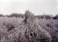 Original caption: Near Roca, Nebr. Corn in shock. Nov. 24, 1912