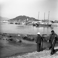 "Macau" Two men herd their water buffalo into the water.  Boats are in the background.