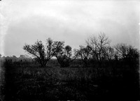 Original caption: Foliage near Salt Basin, Lincoln, NE. 1913