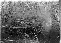 Original caption: Nest of Forester's Ternâ€“Hackberry Lake, Cherry Co., Nebr. 1903. Cherry County.