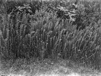 Original caption: Dondia Salt Basin, 1919