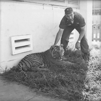 Original caption: "Ca Mau" American soldier crouches near a tiger laying in the grass.