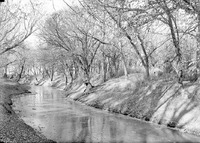 Salt Creek: Branson Woods, icebound. Nov. 13, 1920. Lancaster County. Frank H. Shoemaker (321301-A1208)