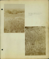 Frank Shoemaker, Narratives, Thomas County, July 3-11, July 27-30, 1911