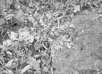 December Dandelions, Branson Woods. Dec. 1919. Frank H. Shoemaker (321301-A1022)