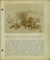 Frank Shoemaker, Narratives, Thomas County, July 3-11, July 27-30, 1911