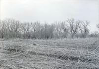 Cut off north of Havelock, ragweed in foreground, and crow's nest building. May 2, 1920