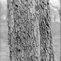 Hackberry, Branson Grove. Detail of bark Mar. 12, 1916. Lancaster County. Frank H. Shoemaker (321301-A0585)