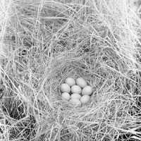 Original caption: Nest of Mallard, Trout Lake, Cherry Co., Nebr. May 1903. Cherry County.