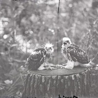 Original caption: Young Cooper Hawks. Roca. The interrupted Poker Game. July 4, 1918
