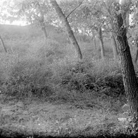 Branson Grove, Salt Creek, 7.30 pm. Sept. 22, 1918. Lancaster County. Frank H. Shoemaker (321301-A0809)