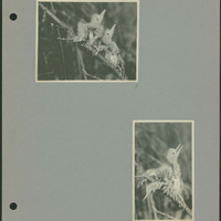 Frank Shoemaker - Omaha, Lincoln, and Nebraska Narratives