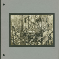 Frank Shoemaker - Omaha, Lincoln, and Nebraska Narratives