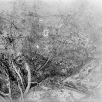 Original caption: Tunnel of Cicindela larvae. Salt Basin Lincoln. Heads of larve visible. Supplemental to plate showing tunnel openings. Aug. 8, 1915