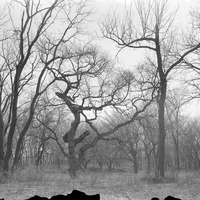 Original caption: Woodland near Salt Creek, west of the penitentiary, Lincoln, Nebr. Apr. 1913
