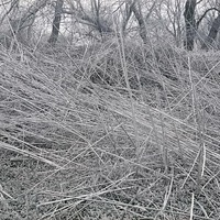 Stalks of Arteirisia Trifida-north of Havelock. May 2, 1920