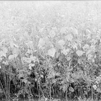 Original caption: Weeds- Salt Basin. Aug. 1916