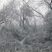 Wild Cucumbers-Salt Creek cutoff North of Havelock. May 2, 1920