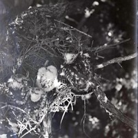 Original caption: Four young Cooper Hawks, on edge of nest. Roca, Nebr. June 29, 1913