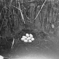 Original caption: Pied-billed Grebe. Hackberry Lake, Cherry Co., Nebraska. May 1903. Cherry County.