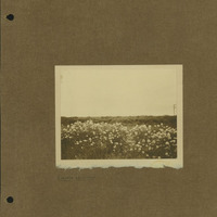 Frank Shoemaker Narratives, Dundy, Hitchcock, Redwillow, Furnas Counties, 1912