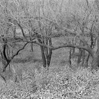 Branson Woods, Lincoln. Nov. 13, 1921. Lancaster County. Frank H. Shoemaker (321301-A1328)